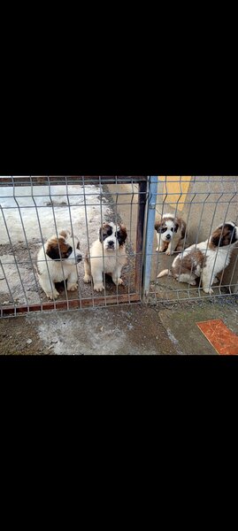 Saint Bernard